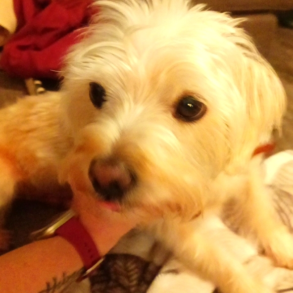 Meet your Posher, Posh - Picture 3 of 3